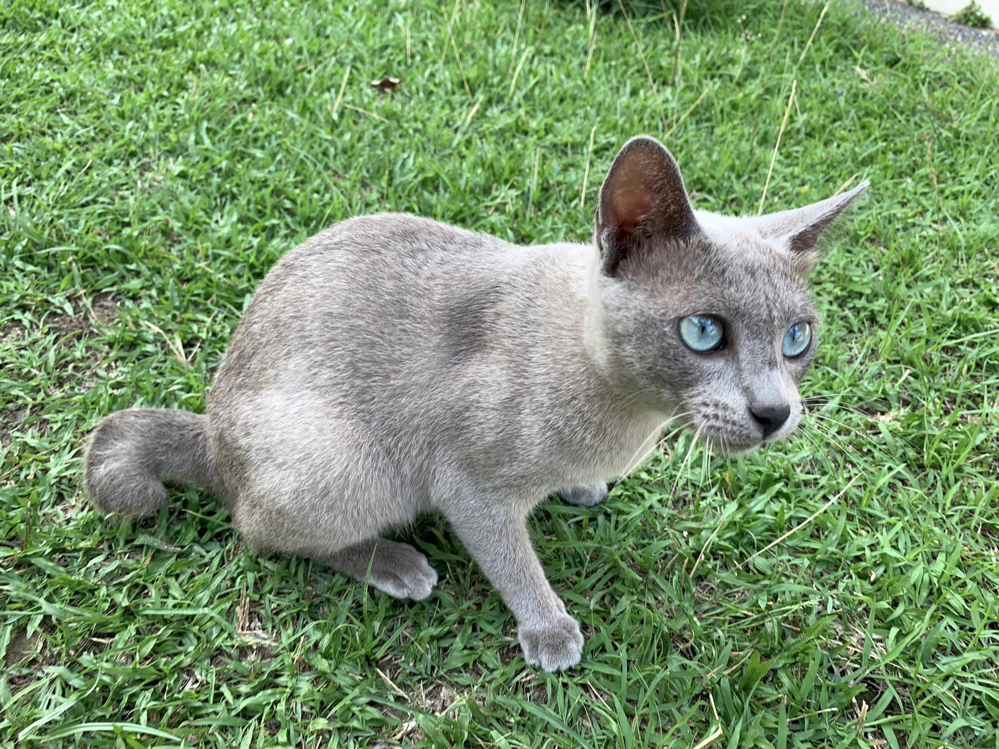 kucing-busok-madura