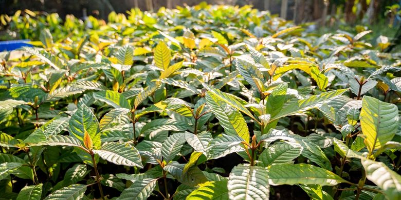 kratom-indonesia