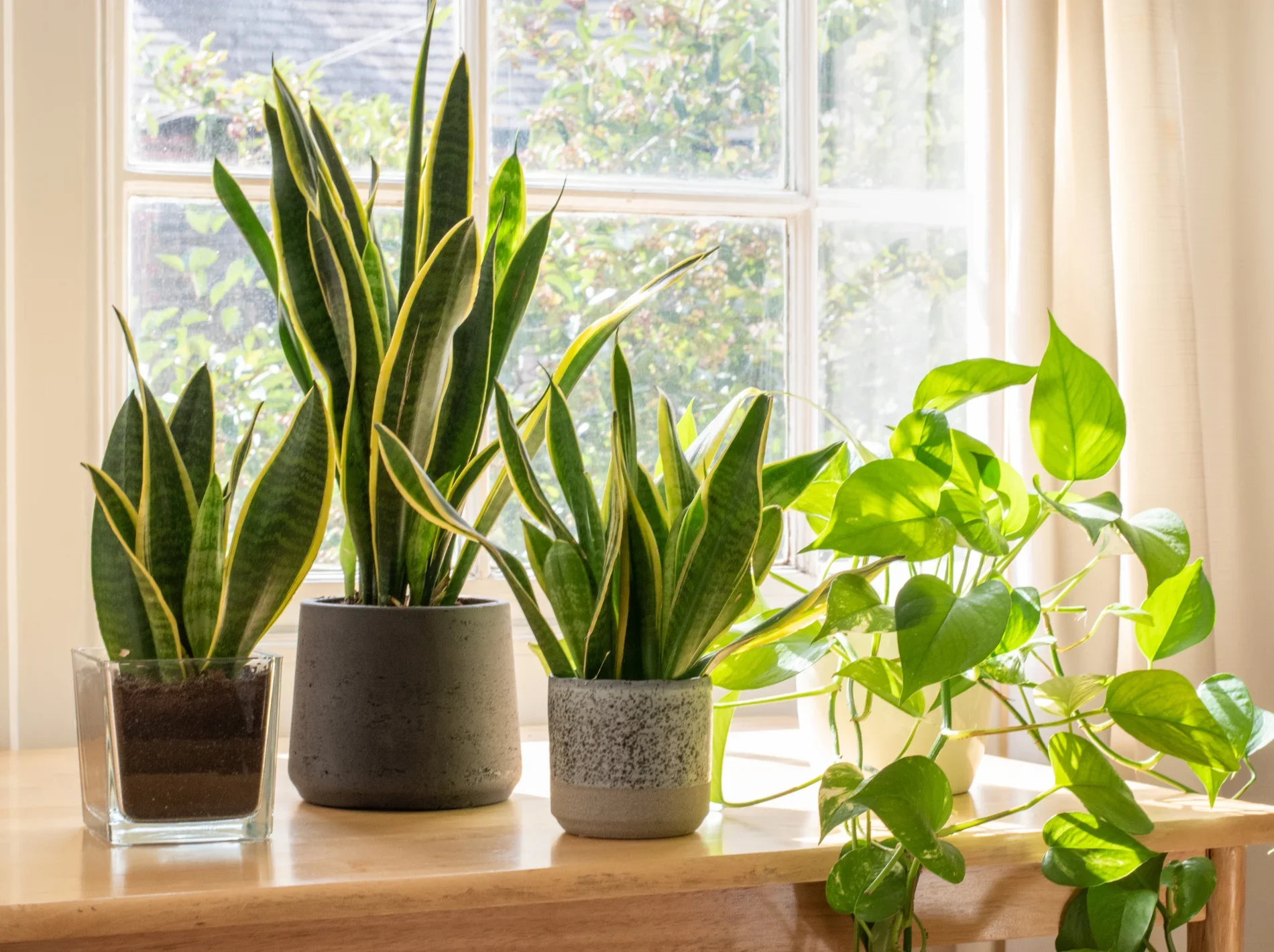 sansevieria