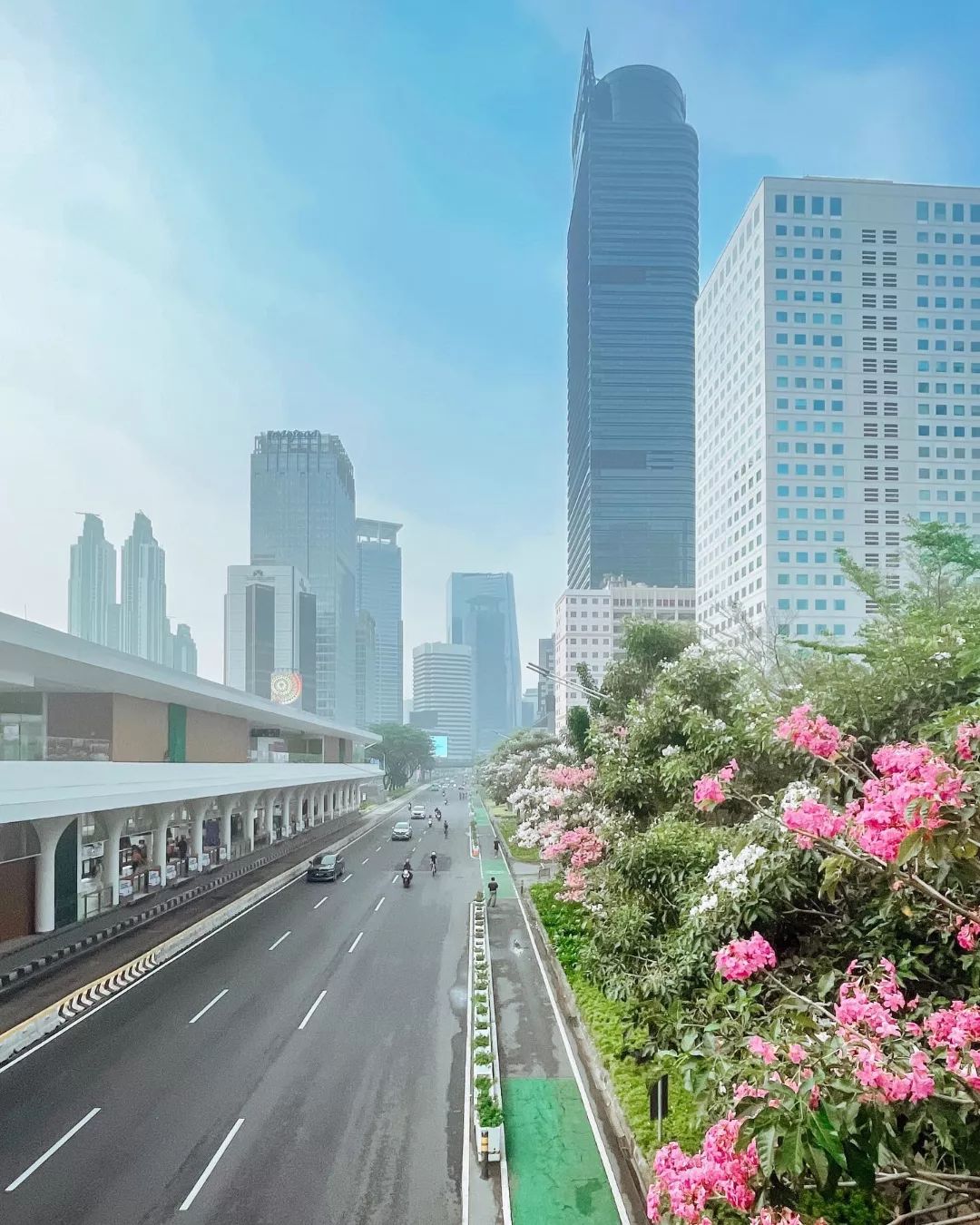 tabebuya-jakarta