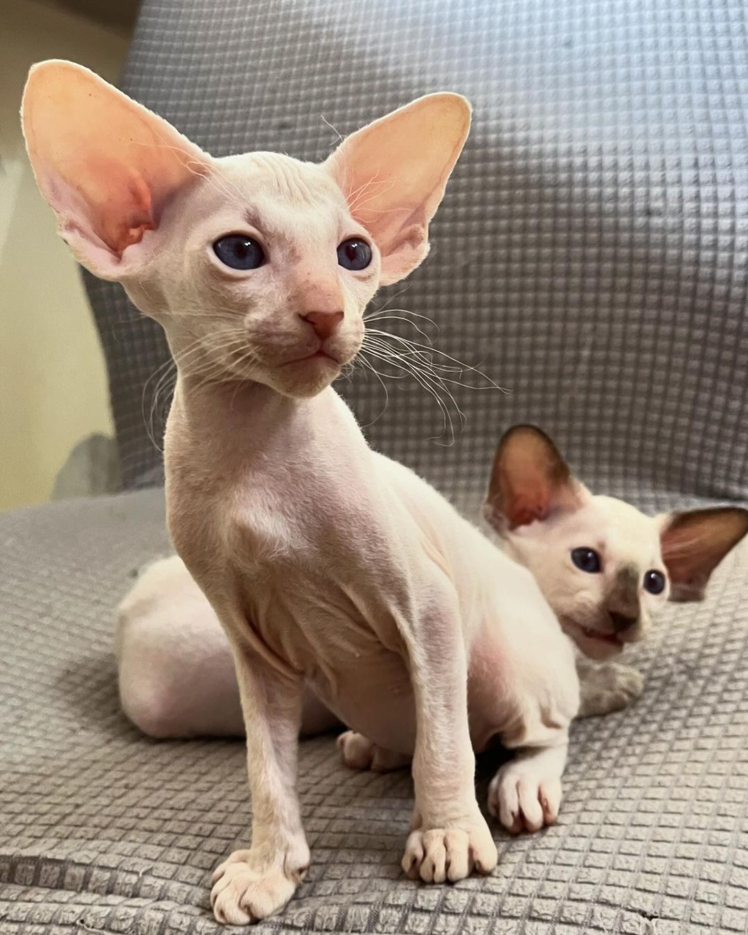 kucing-peterbald