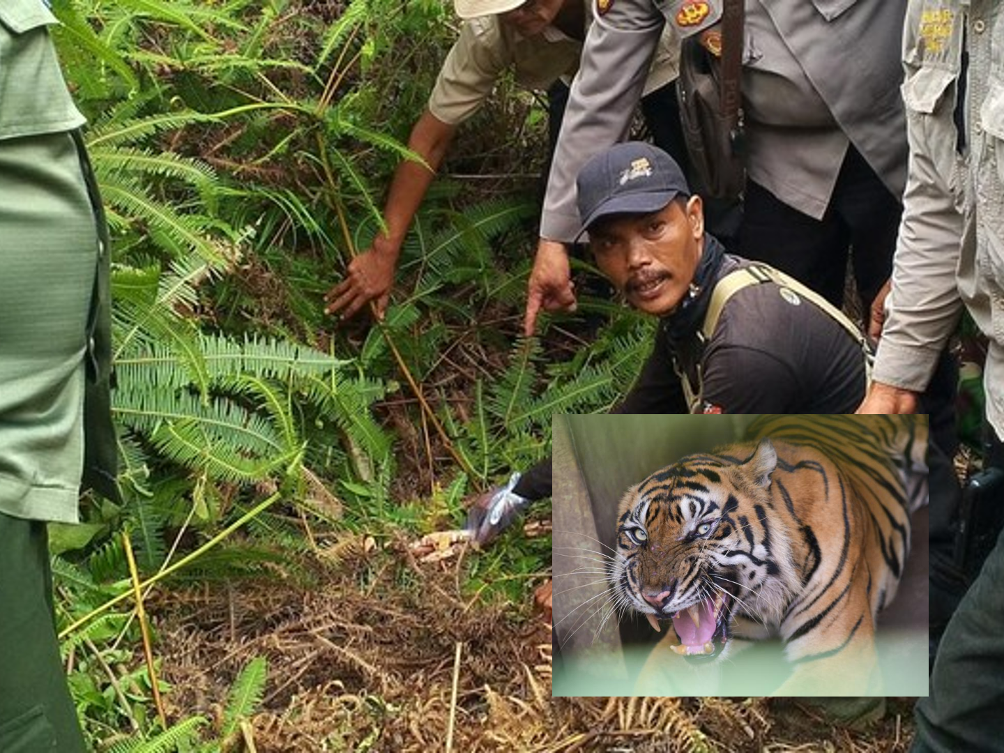 petani-lampung-tewas-diserang-harimau