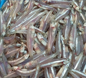 teri-segar