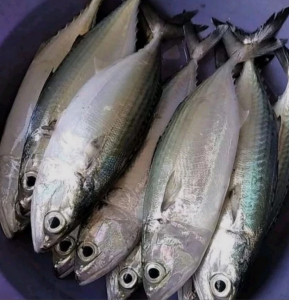 ikan-kembung