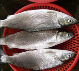 ikan-bandeng