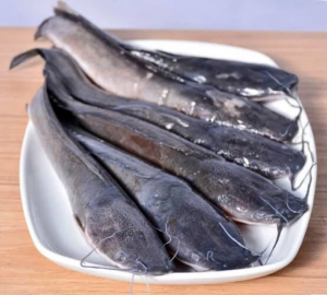 ikan-lele